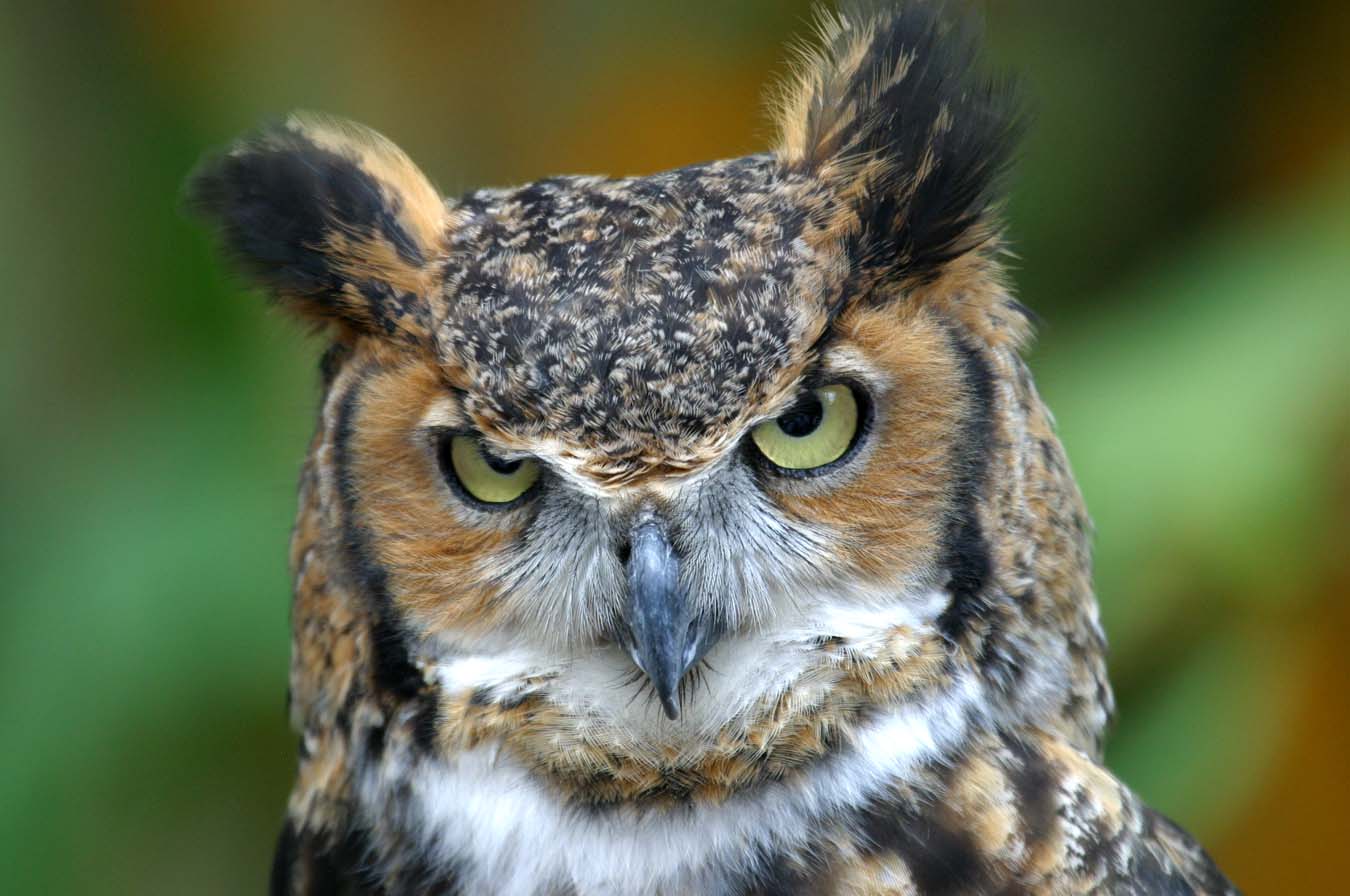 Halloween Fun Fact: The owl is a popular Halloween image. In Medieval Europe, owls were thought to be witches, and to hear an owl's call meant someone was about to die.