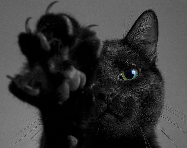 Halloween Fun Fact: Black cats get a bad rapon Halloween because they were once believed to be witch's subordinates who protected their master's dark powers.