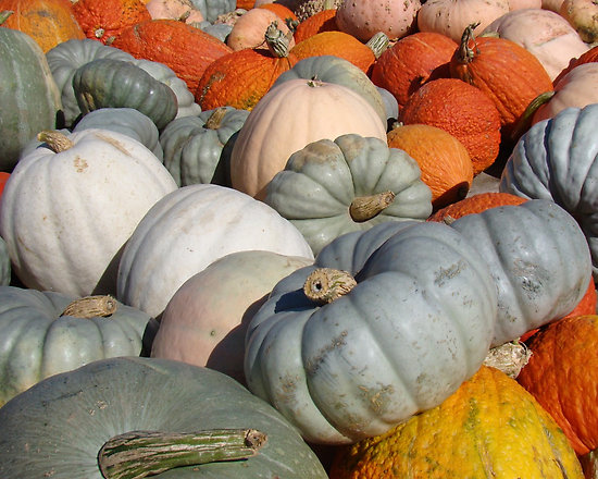 Halloween Fun Fact: While pumpkins are typically orange, they can also be green, white, red and gray.