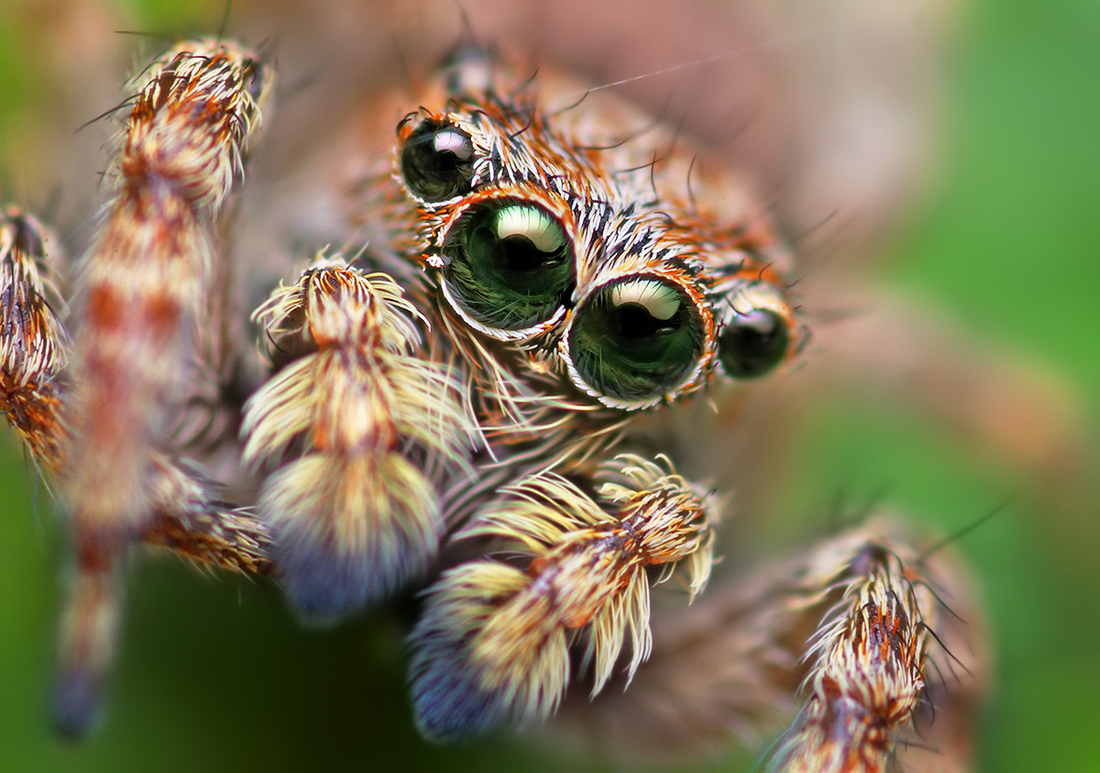 Halloween Fun Facts: According to legend, if you see a spider on Halloween, it's actually the spirit of a loved one watching you.