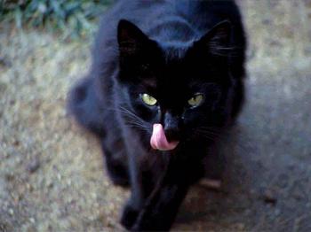 Halloween Fun Fact: An old North American superstition states that if a black cat crosses your path, it is an omen of bad luck.
