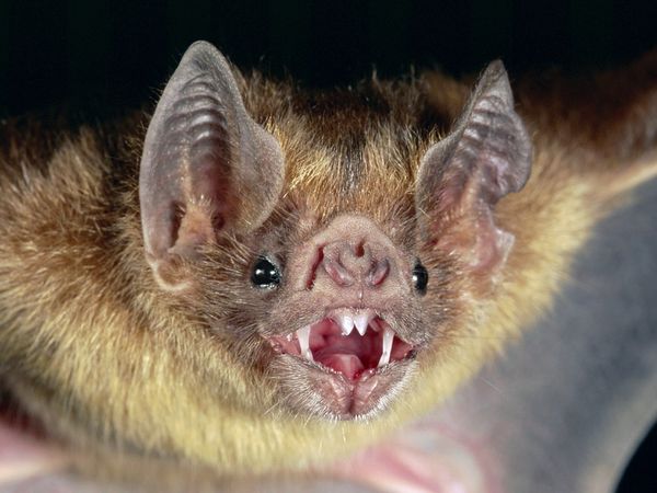 Halloween Fun Fact: There really are so-called vampire bats, but they're not from Transylvania. They live in Central and South America and feed on the blood of cattle, horses and birds.
